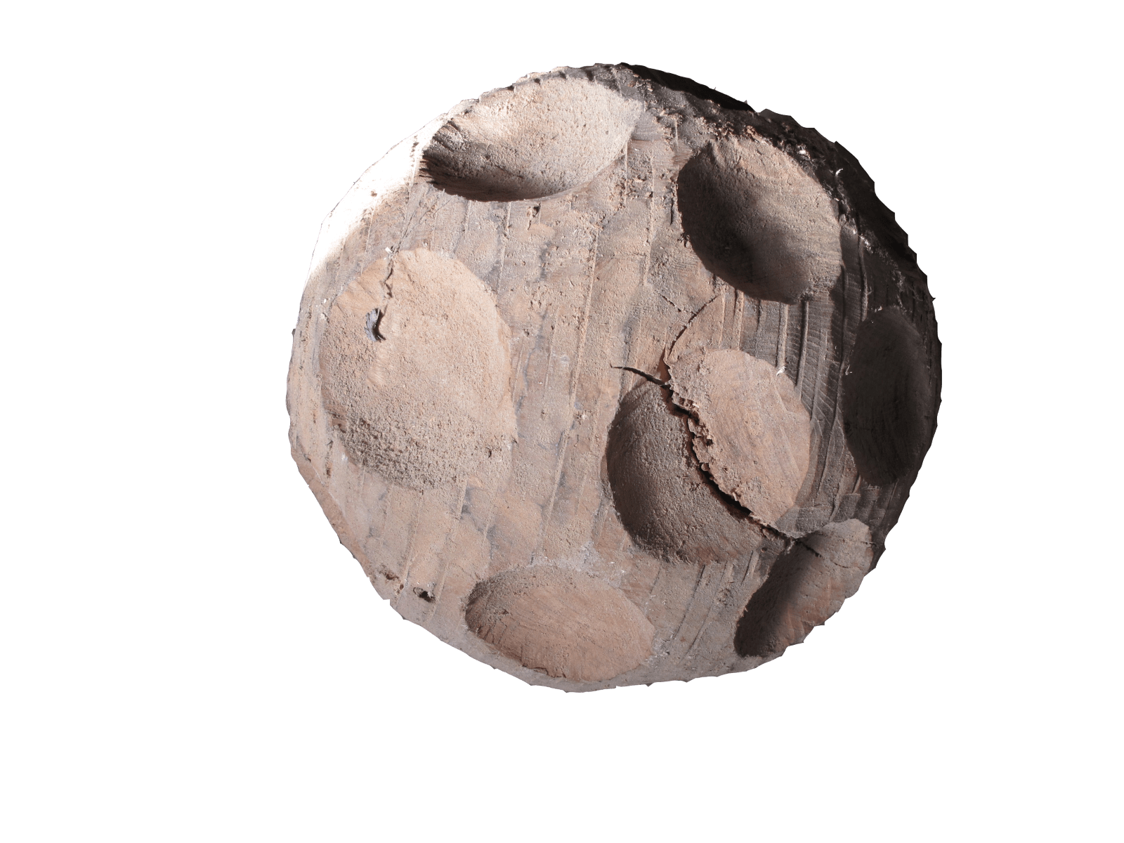 Eiche 50cm (Bilder in Bearbeitung)